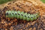 trachys-troglodytes-larve-foto-wernerrose