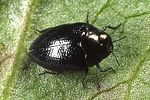 trachys-troglodytes2-foto-wernerrose