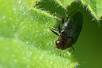 trachys-troglodytiformis-foto-jacinto