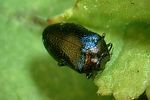 trachys-troglodytiformis-foto-rose