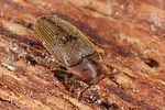 trixagus-dermestoides-foto-altmann