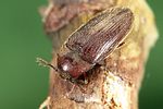 trixagus-dermestoides-foto-weidlich