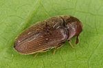 trixagus-dermestoides2-foto-altmann