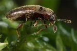 trixagus-dermestoides2-foto-koehler