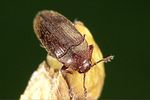 trixagus-dermestoides2-foto-weidlich