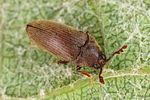 trixagus-dermestoides3-foto-altmann