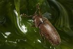 trixagus-dermestoides3-foto-koehler
