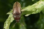 trixagus-dermestoides4-foto-koehler
