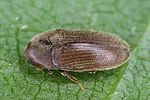 trixagus-leseigneuri-foto-altmann