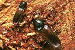 xylophilus-corticalis-foto-polacek
