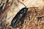 xylophilus-corticalis2-foto-polacek