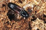 xylophilus-corticalis4-foto-polacek