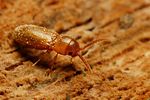 xylophilus-testaceus-foto-kozlowski