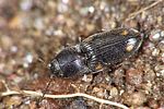 zorochros-dermestoides-foto-weidlich
