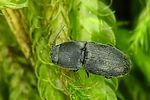 zorochros-meridionalis-foto-krejcik