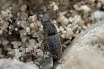 zorochros-meridionalis-foto-roessler
