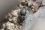 zorochros-meridionalis2-foto-roessler
