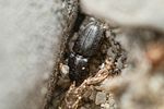 zorochros-meridionalis3-foto-roessler