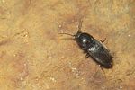 zorochrus-flavipes-foto-koehler