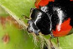 adalia-bipunctata-detail-foto-altmann