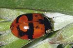 adalia-bipunctata-foto-rindlisbacher