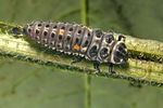 adalia-bipunctata-larva-foto-vanderkrieken