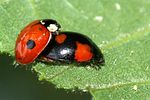 adalia-bipunctata-paar-foto-furlin