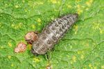 adalia-conglomerata-larve-foto-altmann
