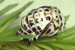 anatis-ocellata-puppe2-foto-winzer