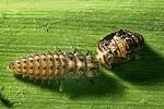 anisosticta-novemdecimpunctata-larva2-foto-vanderkrieken
