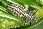 aphidecta-obliterata-larva-foto-altmann