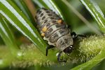 aphidecta-obliterata-larva2-foto-altmann