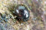 aspidiphorus-orbiculatus-foto-weidlich