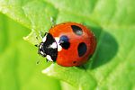 coccinella-magnifica-foto-fgrose