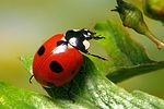 coccinella-magnifica2-foto-koehler
