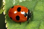 coccinella-magnifica4-foto-koehler