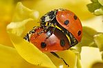 coccinella-septempunctata-paar-foto-fgrose