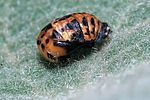 coccinella-septempunctata-pupa-foto-hamers