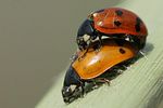 coccinella-undecimpunctata-paar-foto-renke