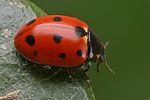 coccinella-undecimpunctata2-foto-faasen