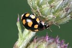 coccinula-quatuordecimpustulata2-foto-weidlich