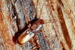 cryptolestes-ferrugineus2-foto-keresztes