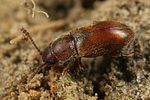 cryptophagus-punctipennis-foto-faasen