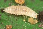 cryptophagus-uncinatus-larva-foto-dewilde