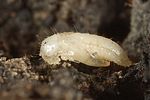 cryptophagus-uncinatus-pupa-foto-dewilde