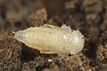 cryptophagus-uncinatus-pupa2-foto-dewilde