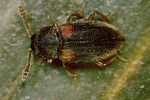 cryptophilus-obliteratus-foto-rose