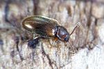 cryptophilus-obliteratus2-foto-weidlich