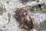 cryptophilus-obliteratus4-foto-weidlich