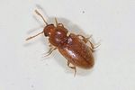 cryptophilus-propinquus-foto-keresztes